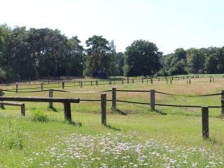 Weide am Fahrplatz