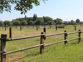 Weiden an der kleinen Reithalle