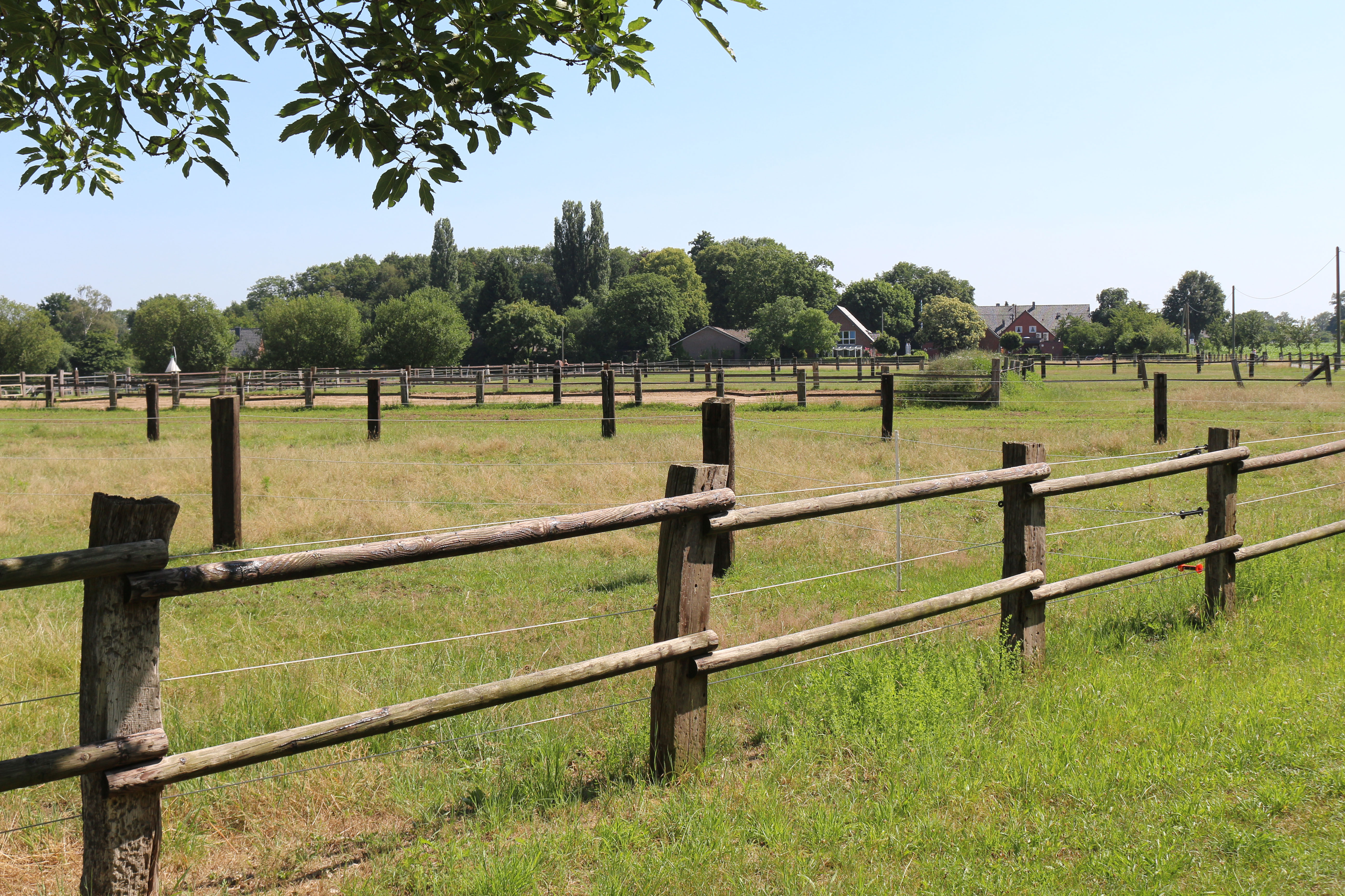 Weiden an der kleinen Reithalle