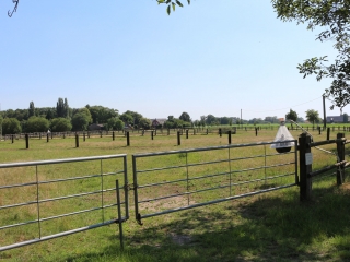 Weiden an der kleinen Reithalle